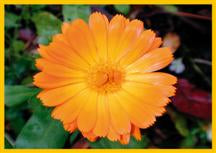 Faltkarte 6 Ex. Orange Blüte