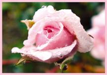Faltkarte 6 Ex. Rosa Rose im Tau