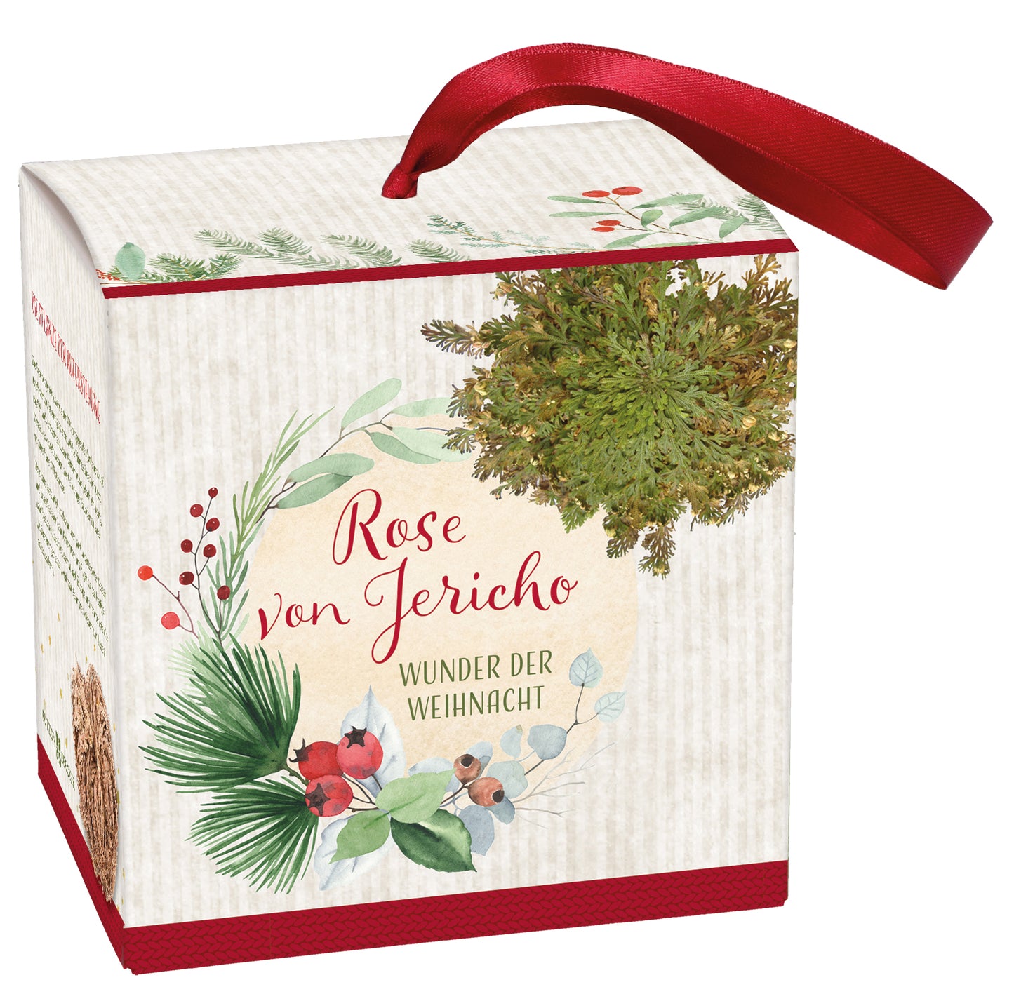 Rose von Jericho Wunder der Weihnacht