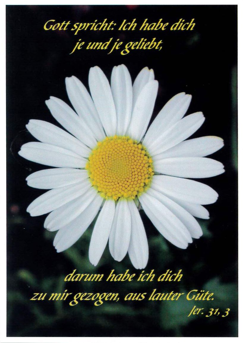 Postkarte 10 Stück Margeritenblüte