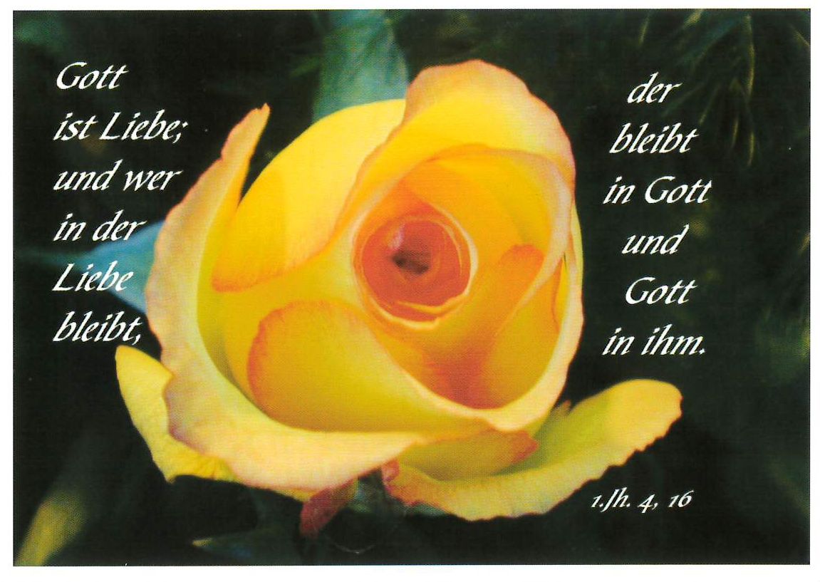 Postkarte 10 Stück Gelbe Rose